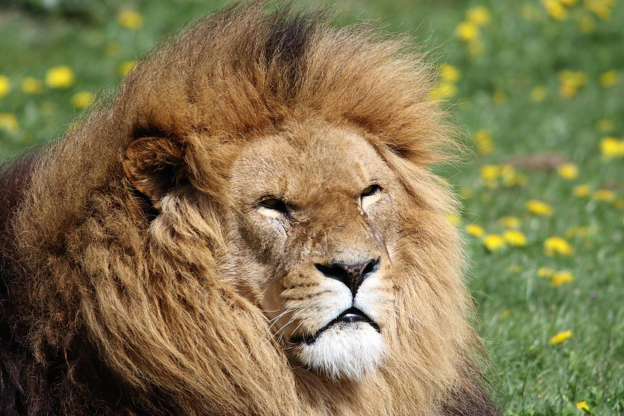 life cycle lions mane