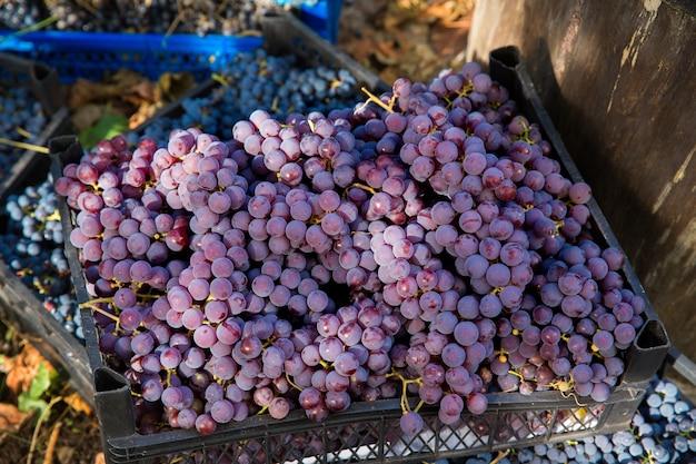 whole cluster pinot noir