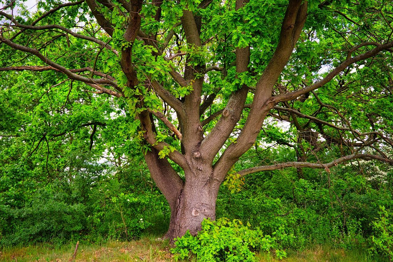 maiten tree