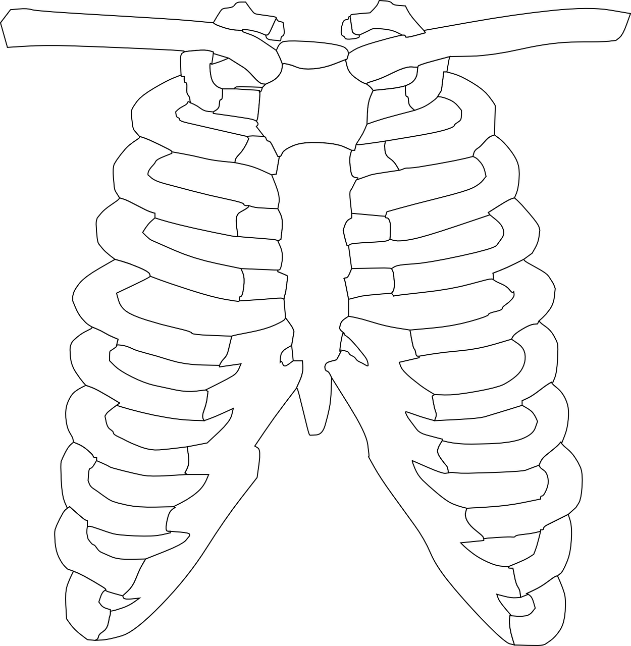 metal rib cage