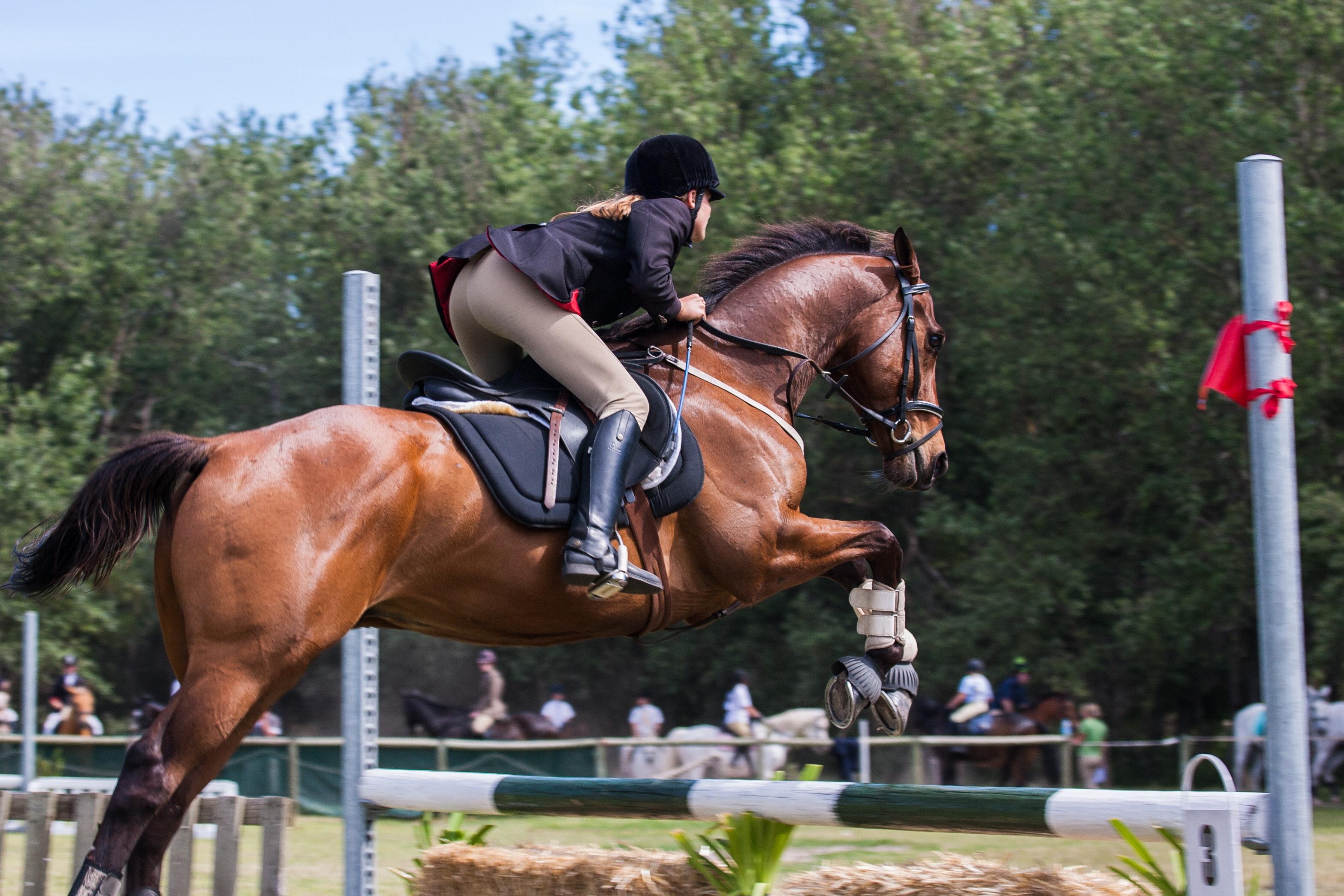 miami horse show