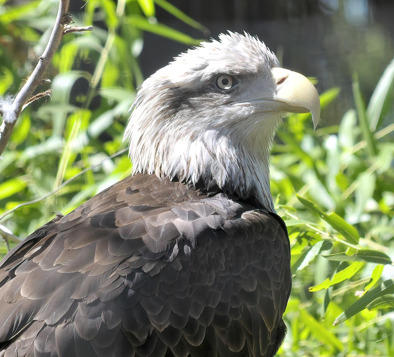 pride raptor