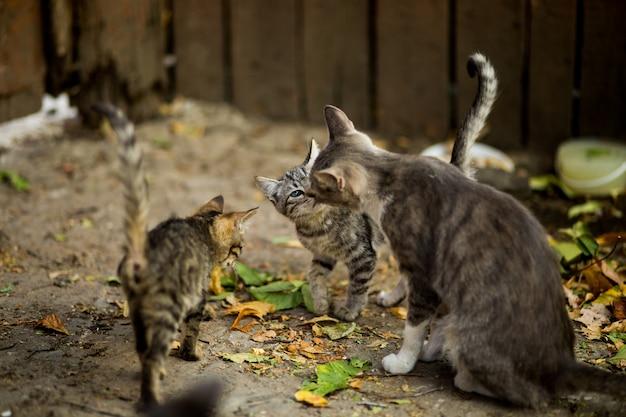 how to herd cats