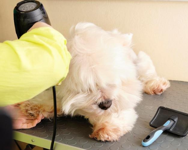 dog in dryer