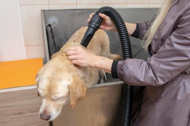 dog in dryer