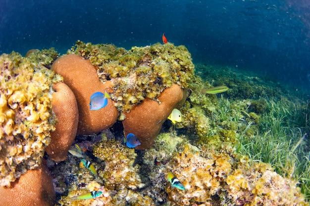 dominican republic coral reefs