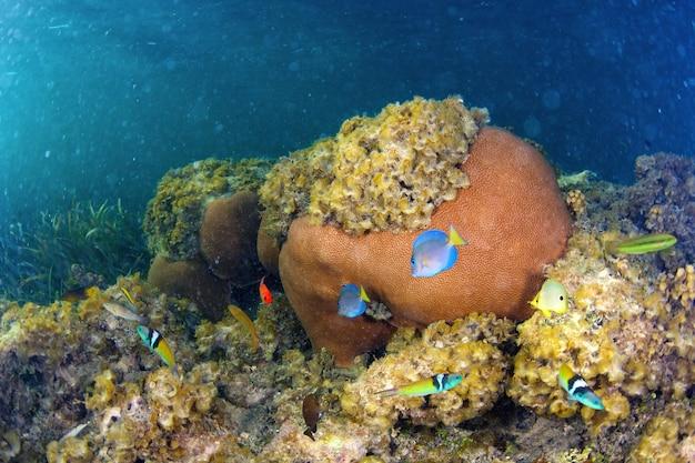 dominican republic coral reefs