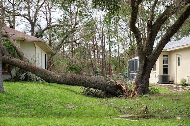 tree fell down