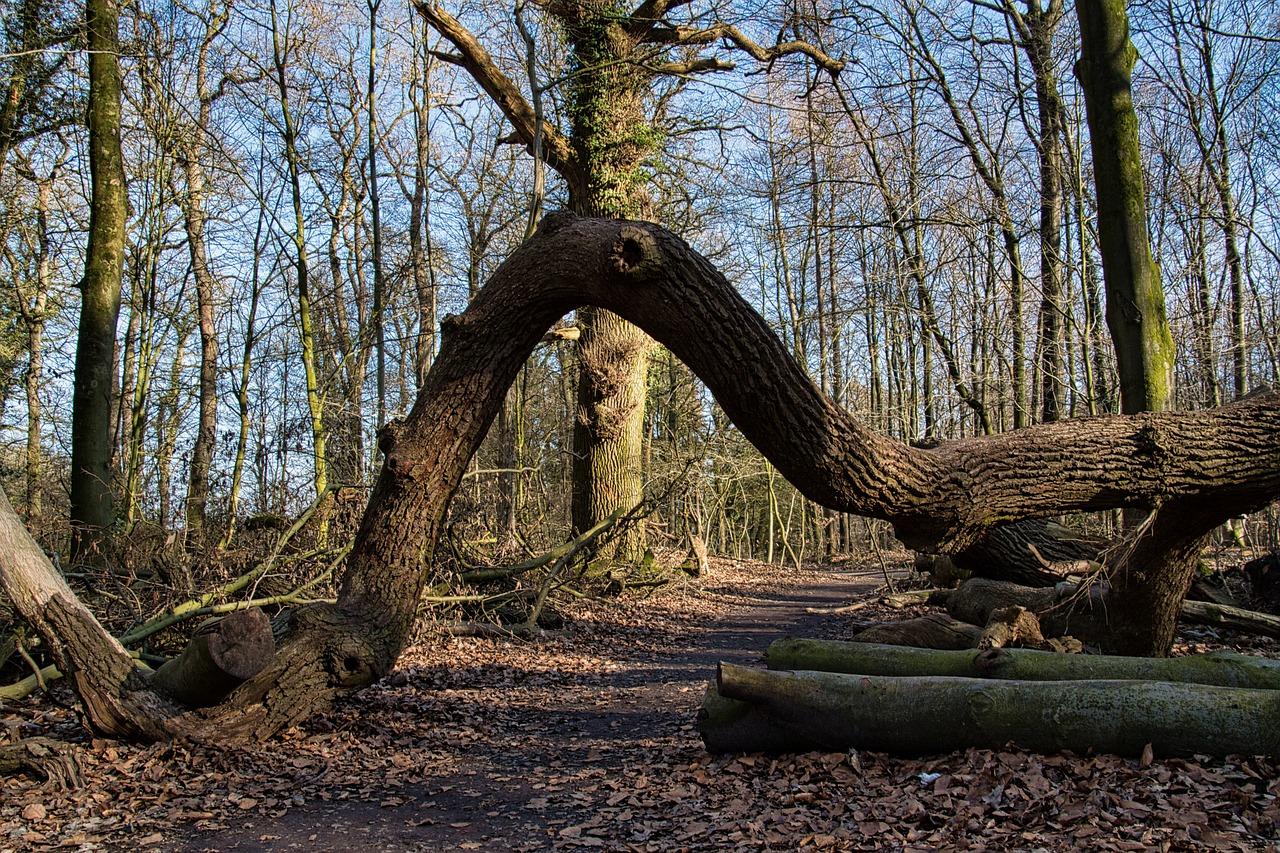 tree fell down