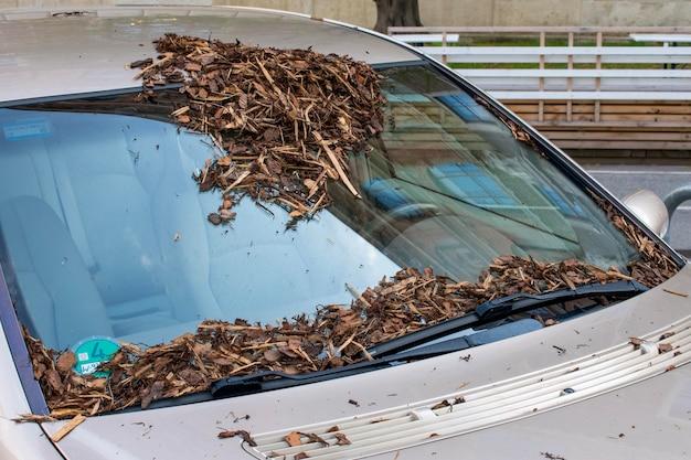 uber cracked windshield