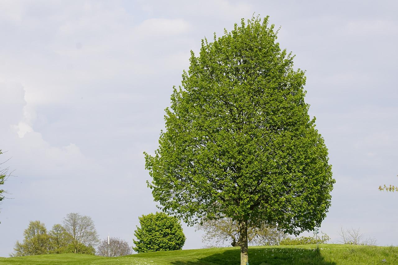 linden plantation