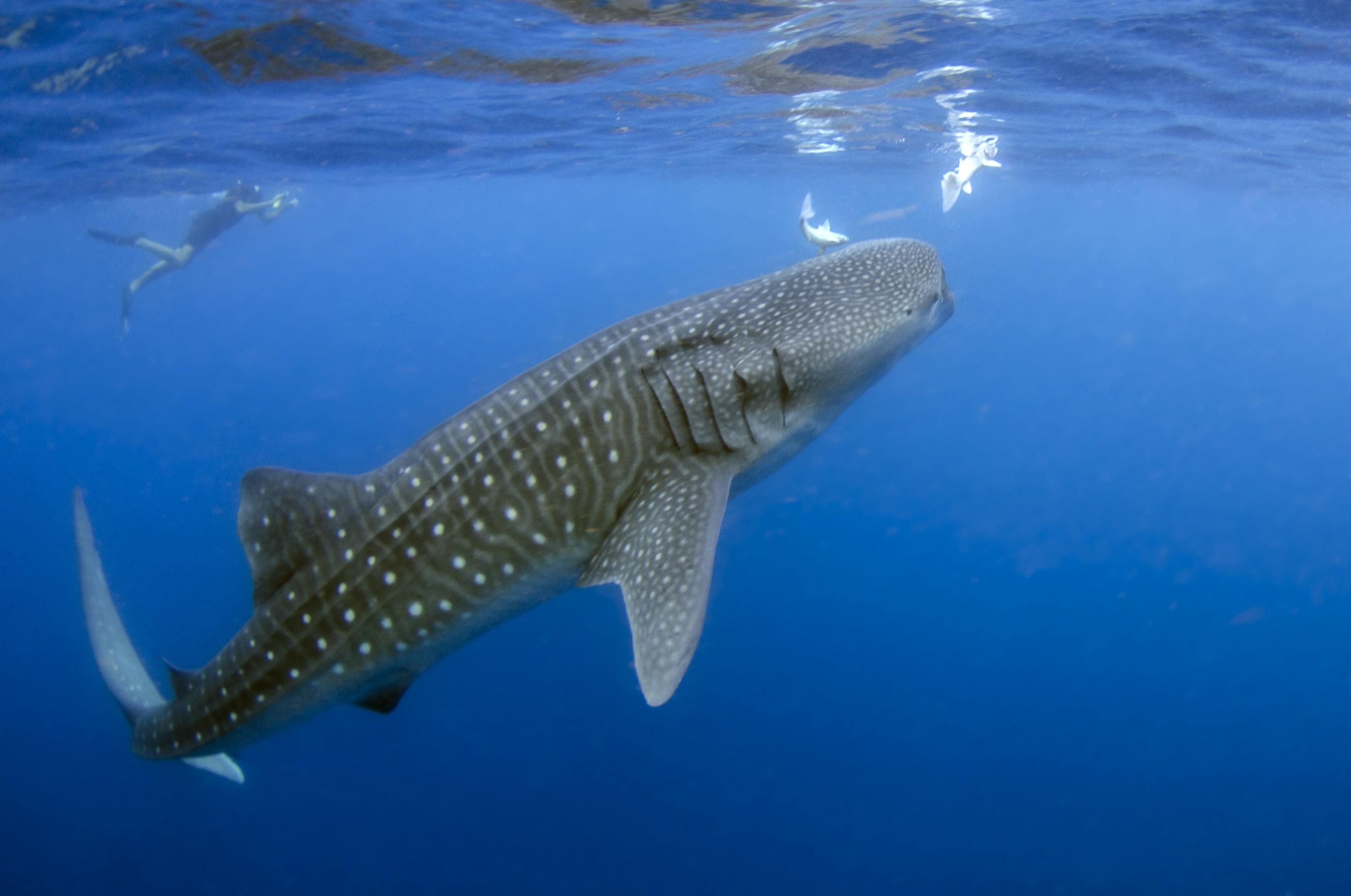 whale sharks in hawaii