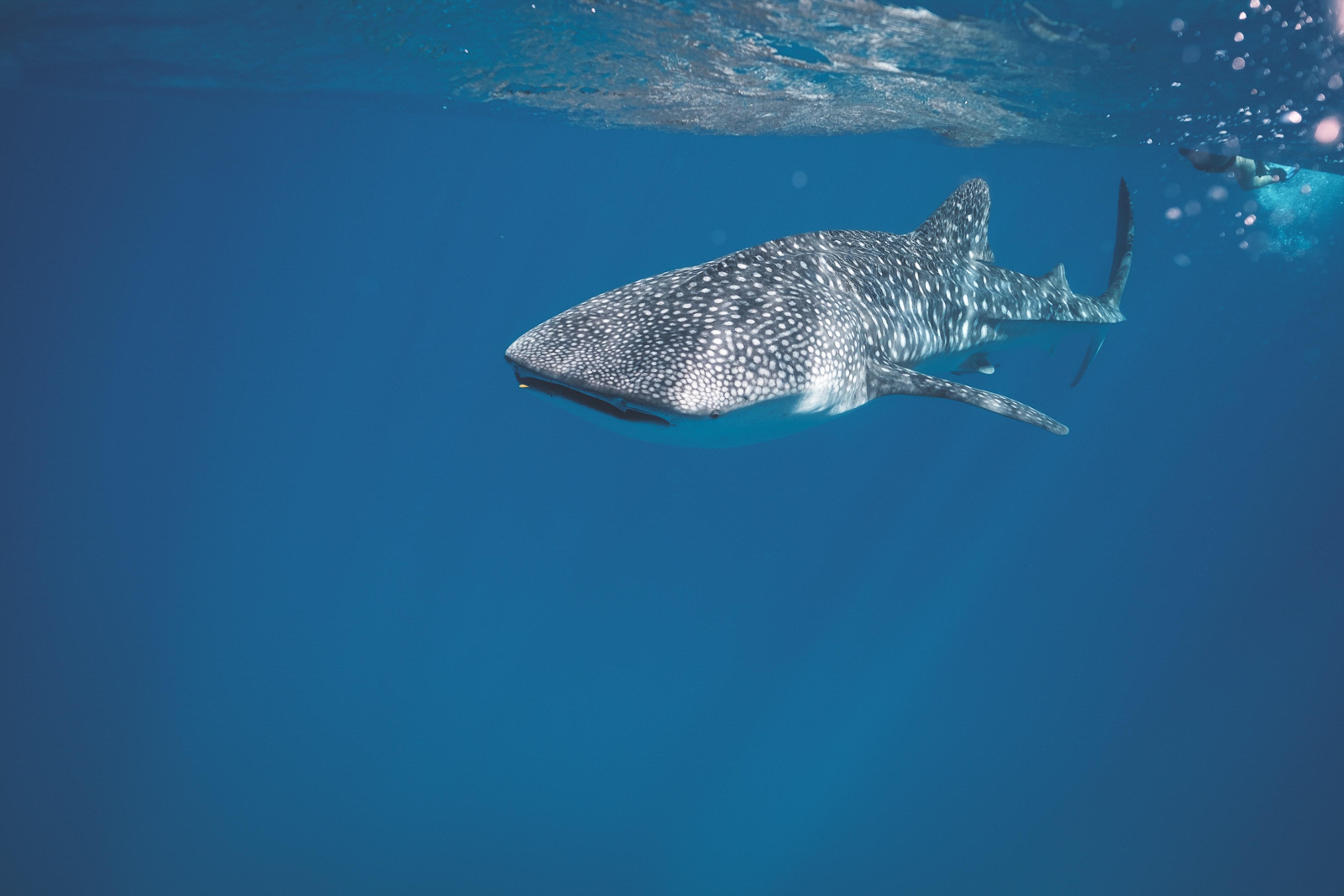 whale sharks in hawaii