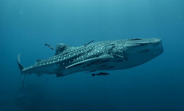 whale sharks in hawaii