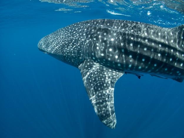 whale sharks in hawaii