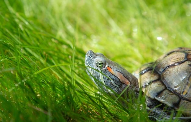 what attracts gophers