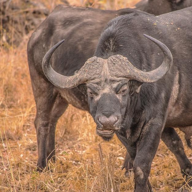 what is a water buffalo in golf