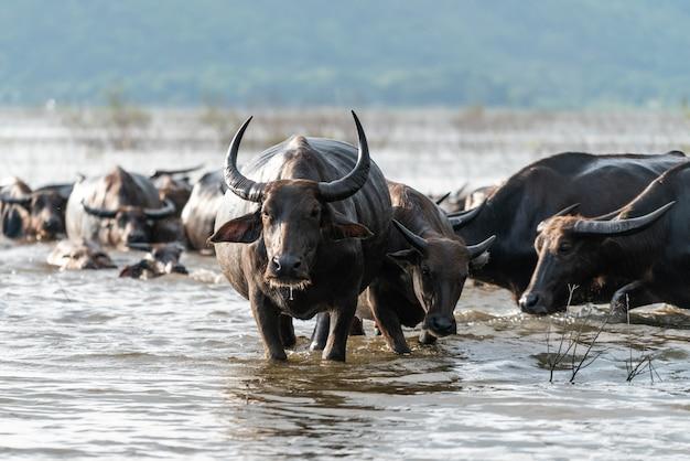 what is a water buffalo in golf