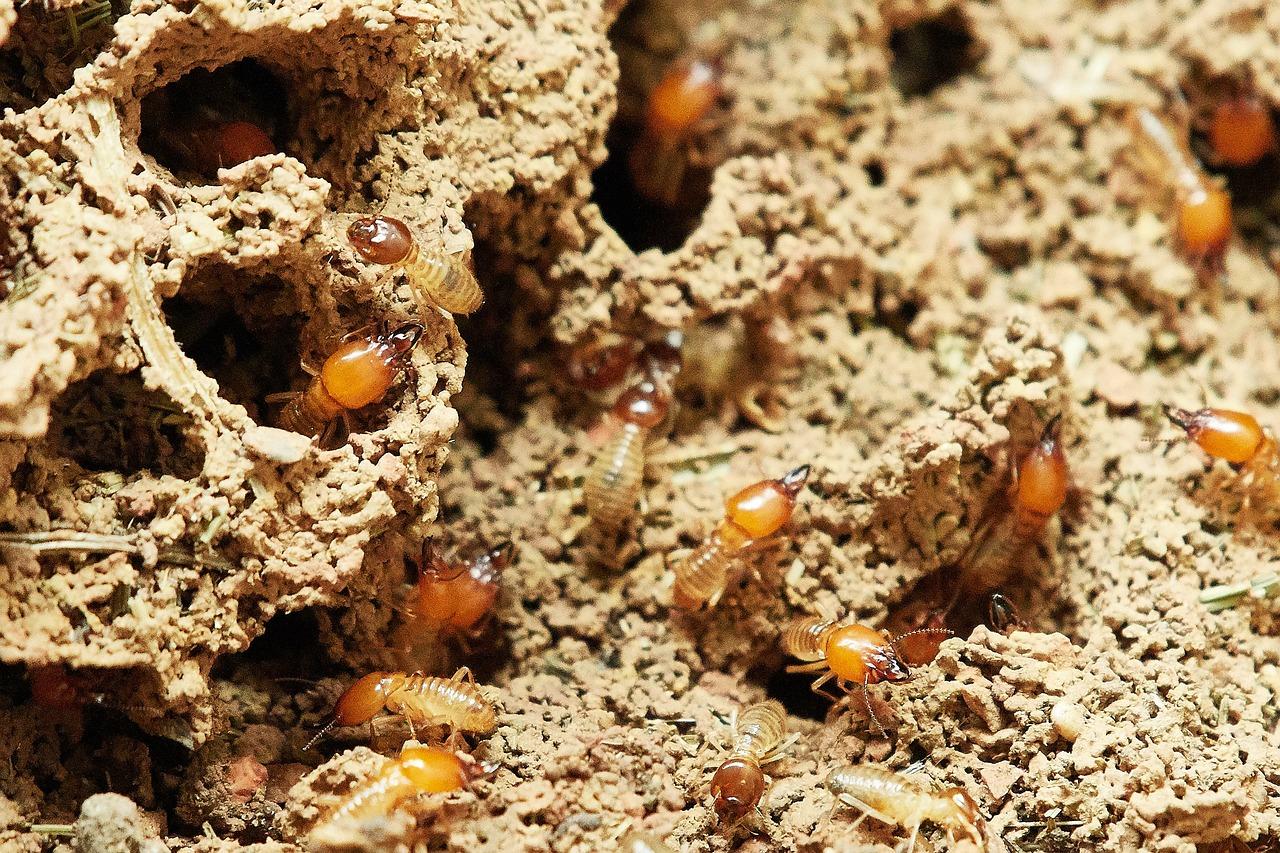 what to do if your apartment has termites