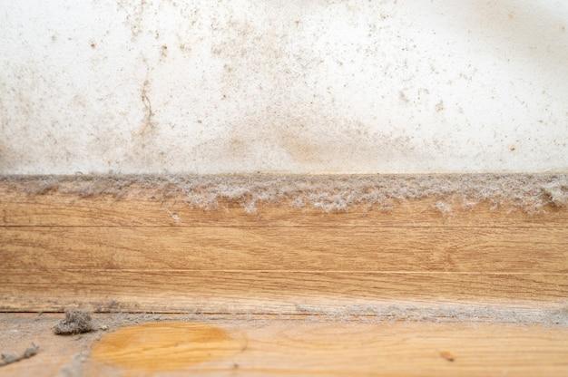 what to do if your apartment has termites