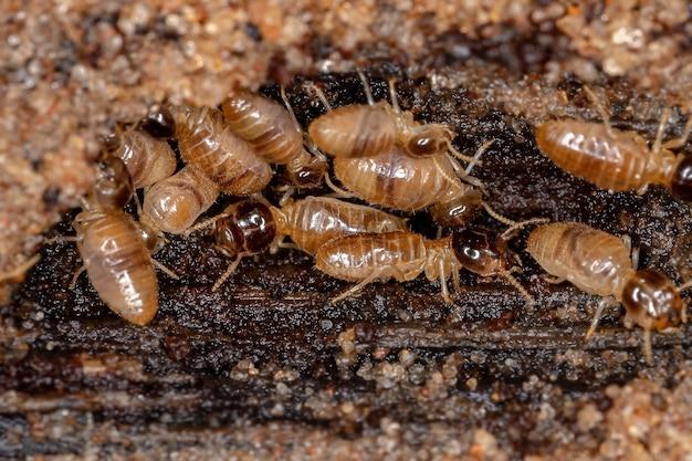 what to do if your apartment has termites