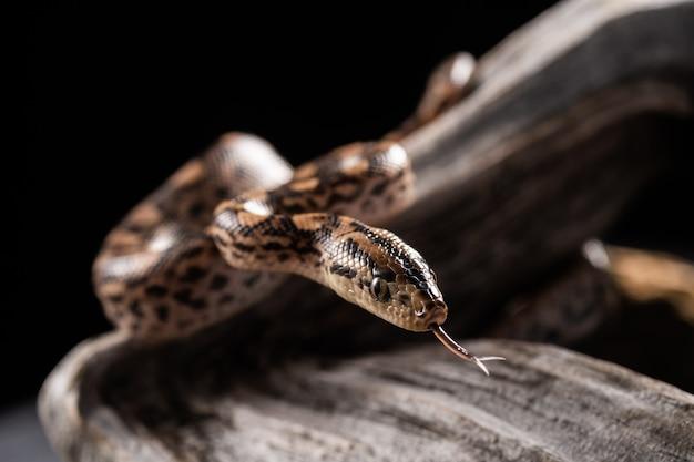 what to do when a drain snake gets stuck