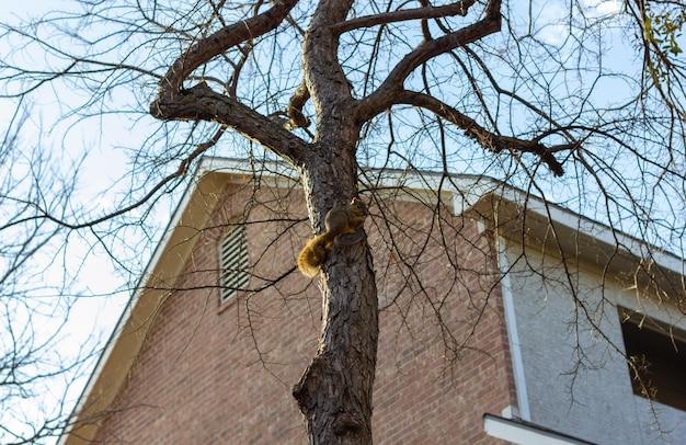 tree fell on roof