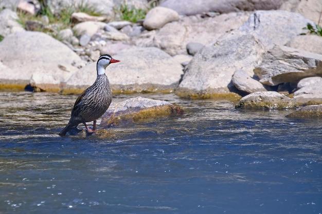 whistling rock