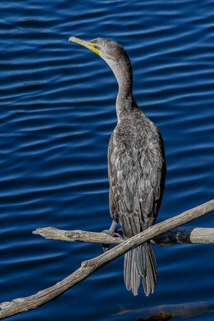 a bird with a long neck