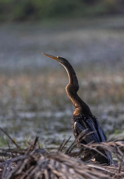 a bird with a long neck