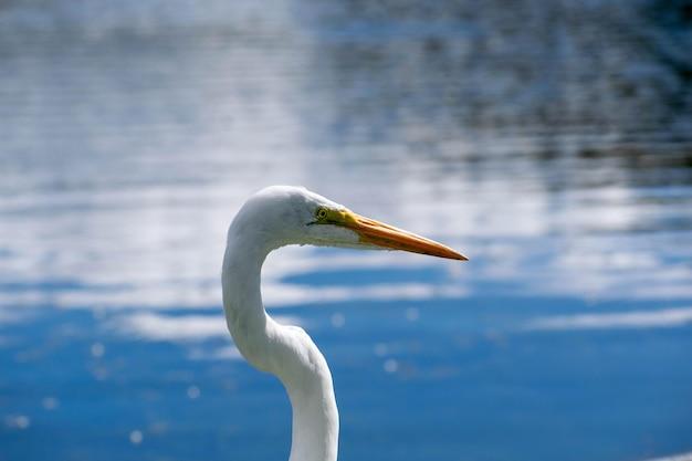 a bird with a long neck