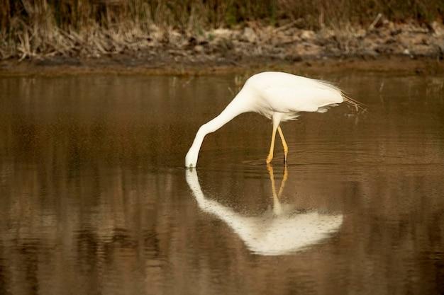 a bird with a long neck