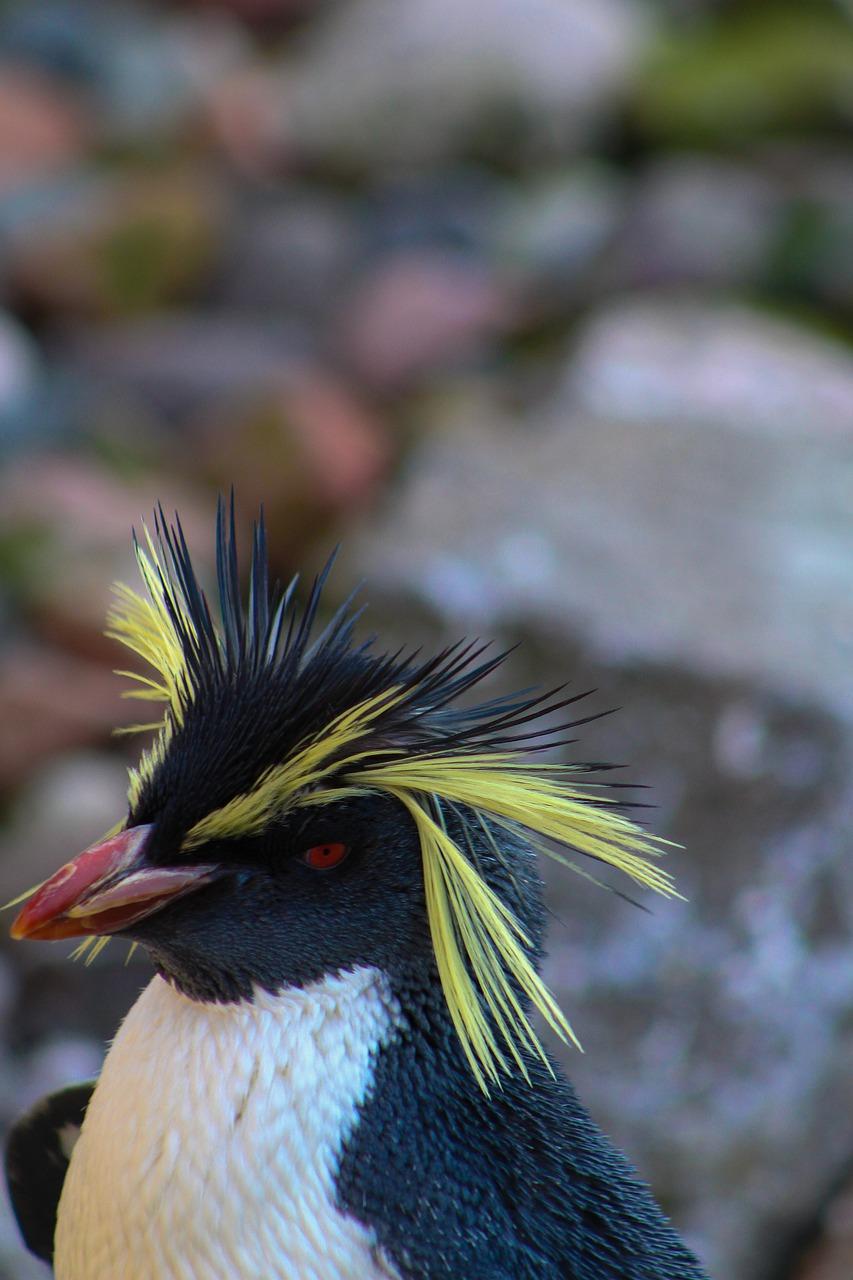 penguin with yellow hair