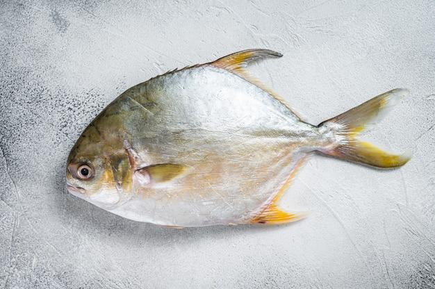 palometa