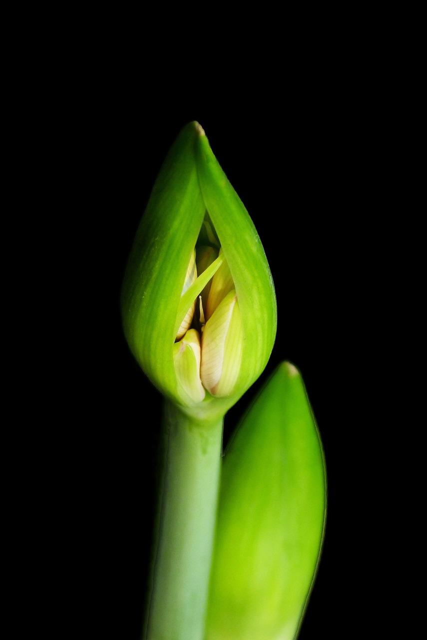 amaryllis seeds