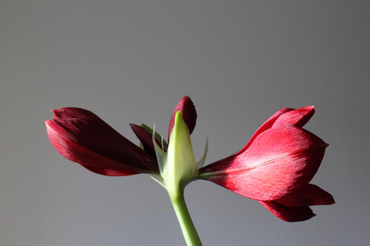 amaryllis seeds