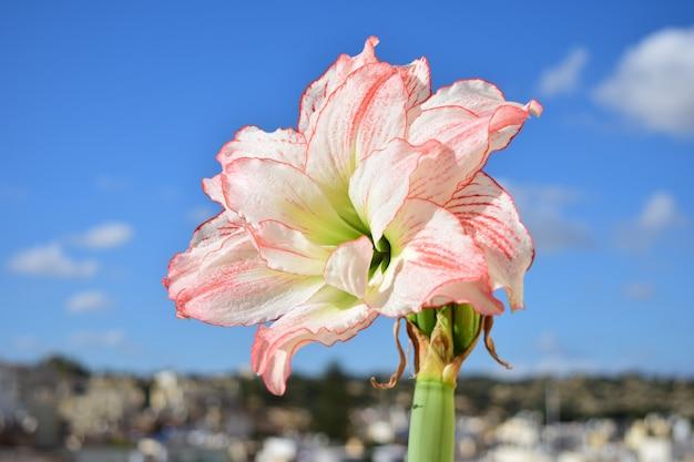 amaryllis seeds