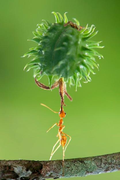 ant plant