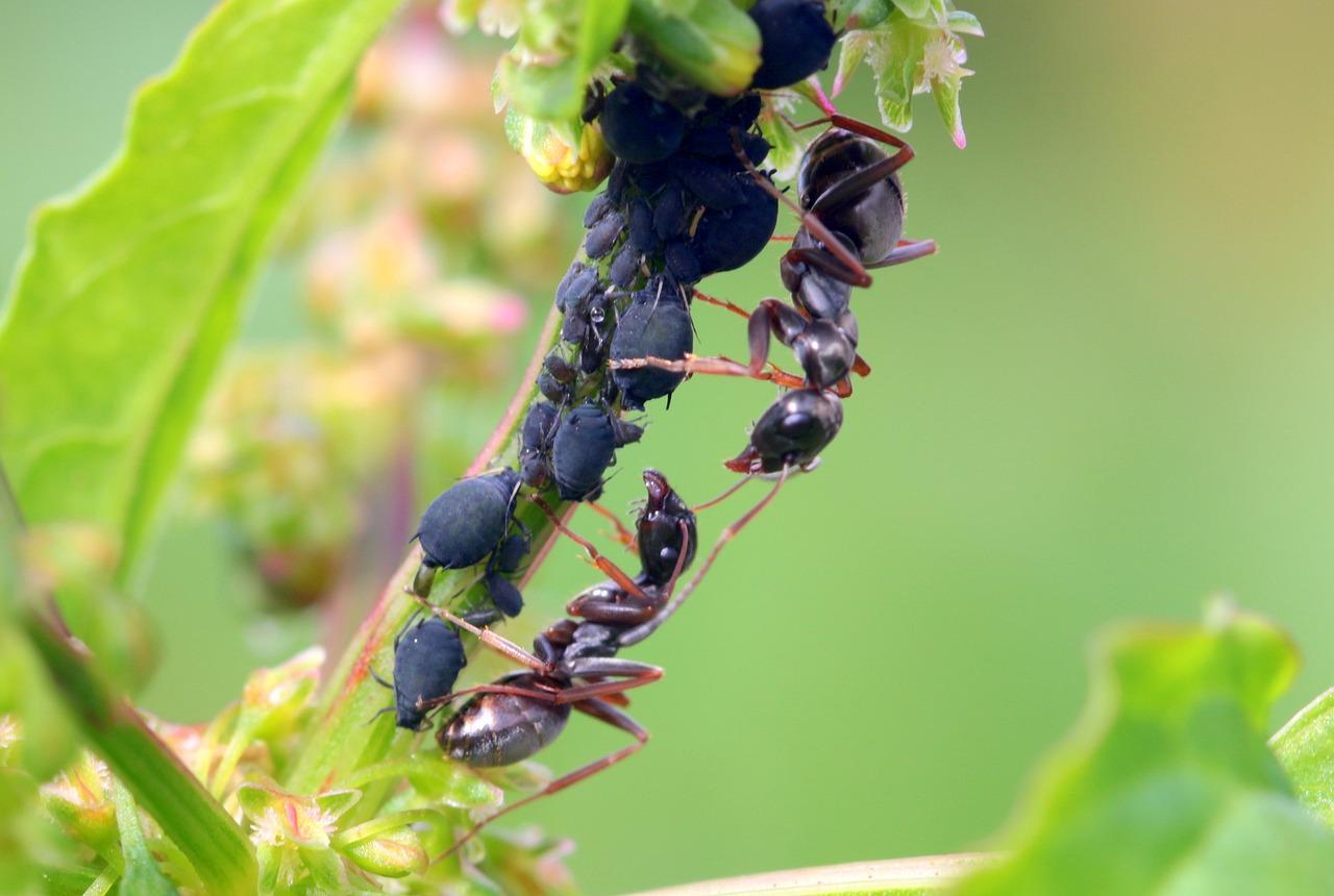 ant plant