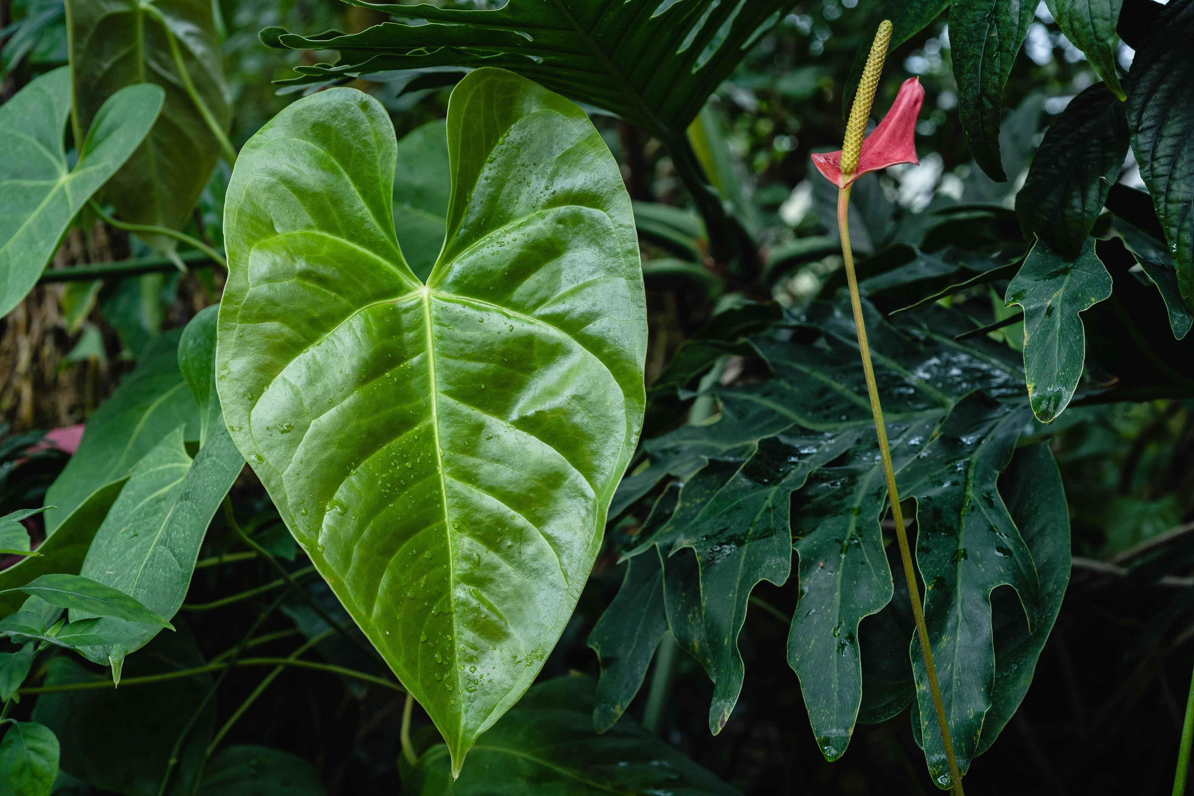 anthurium pallidiflorum