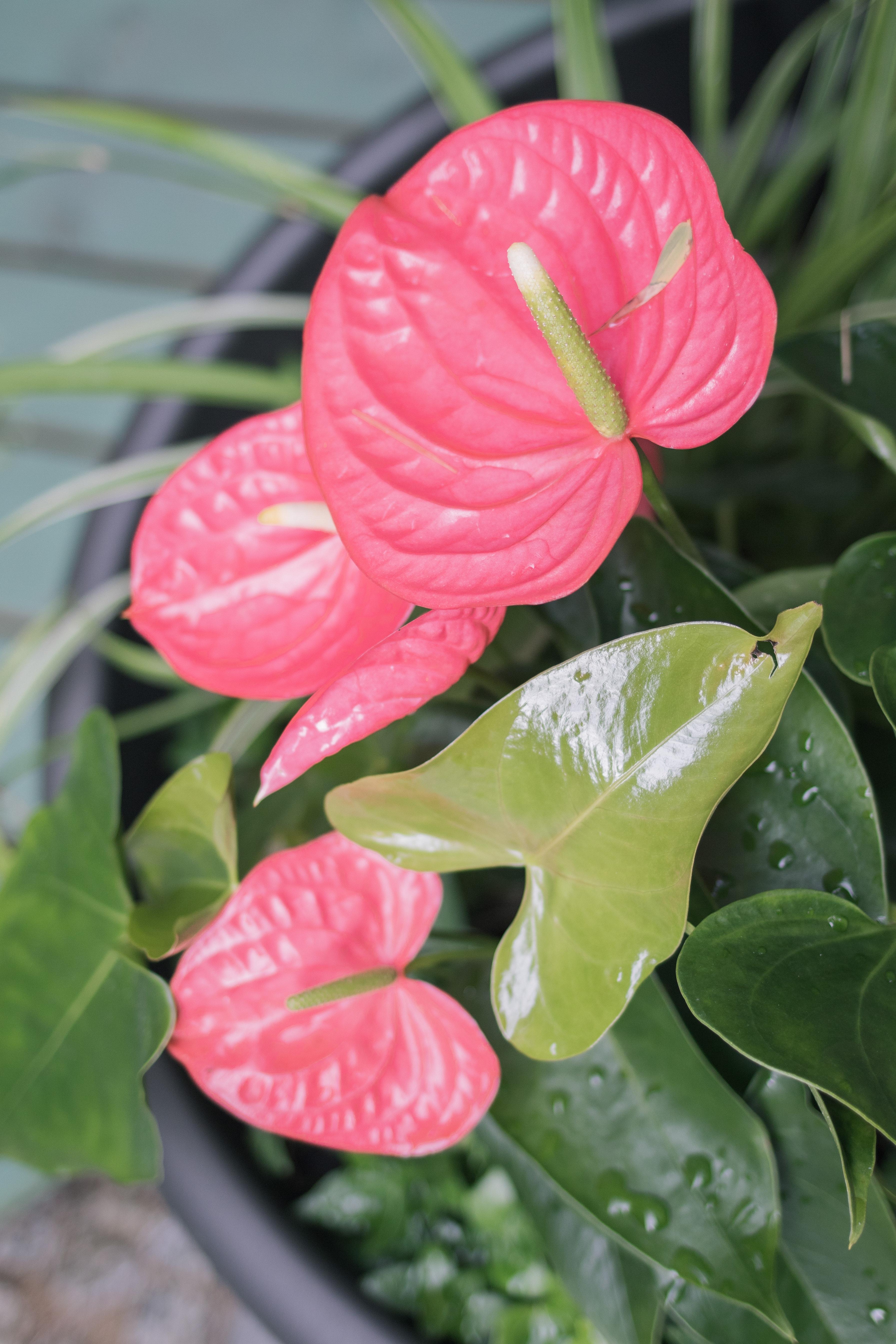 anthurium pallidiflorum