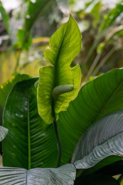 anthurium regale