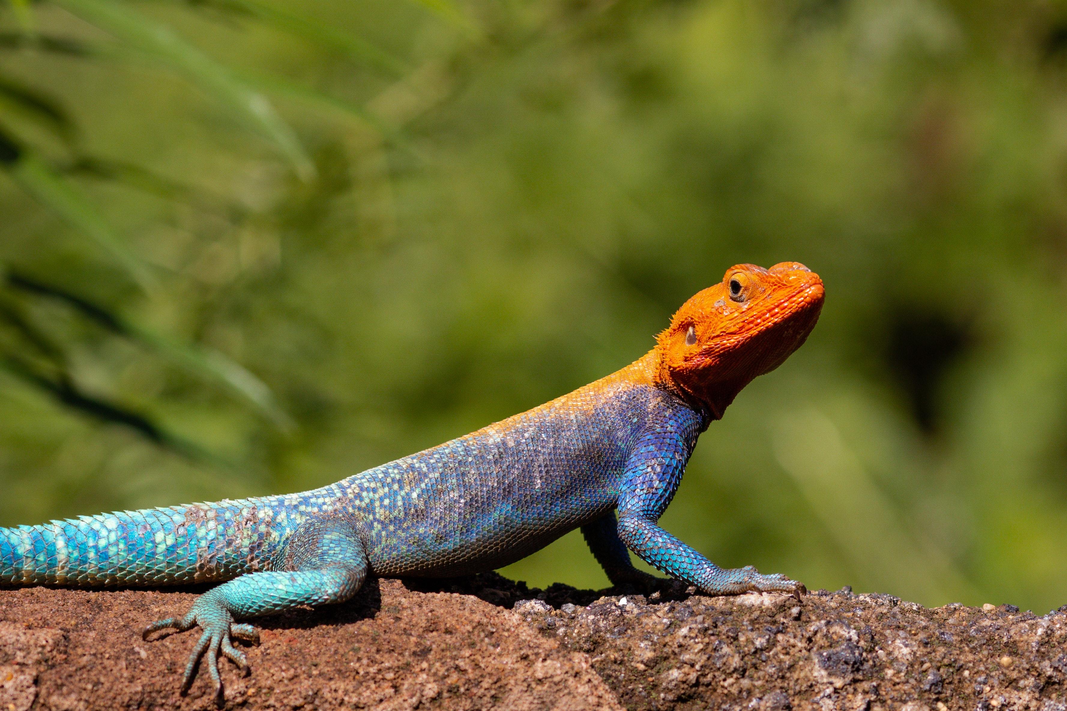 are lizards in florida poisonous