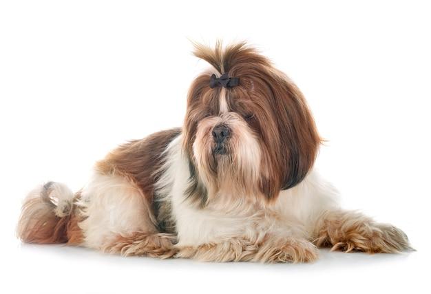 why shih tzus are the worst dogs