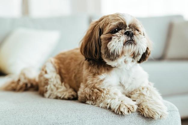 why shih tzus are the worst dogs