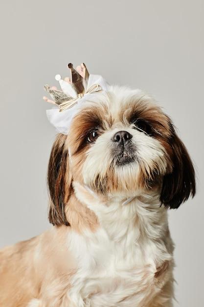 why shih tzus are the worst dogs