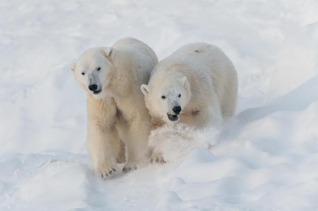 are there polar bears in finland