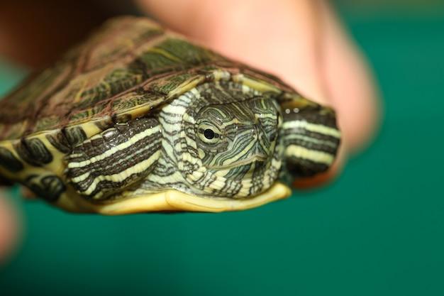 baby red eared slider