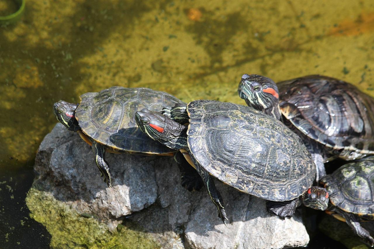 baby red eared slider