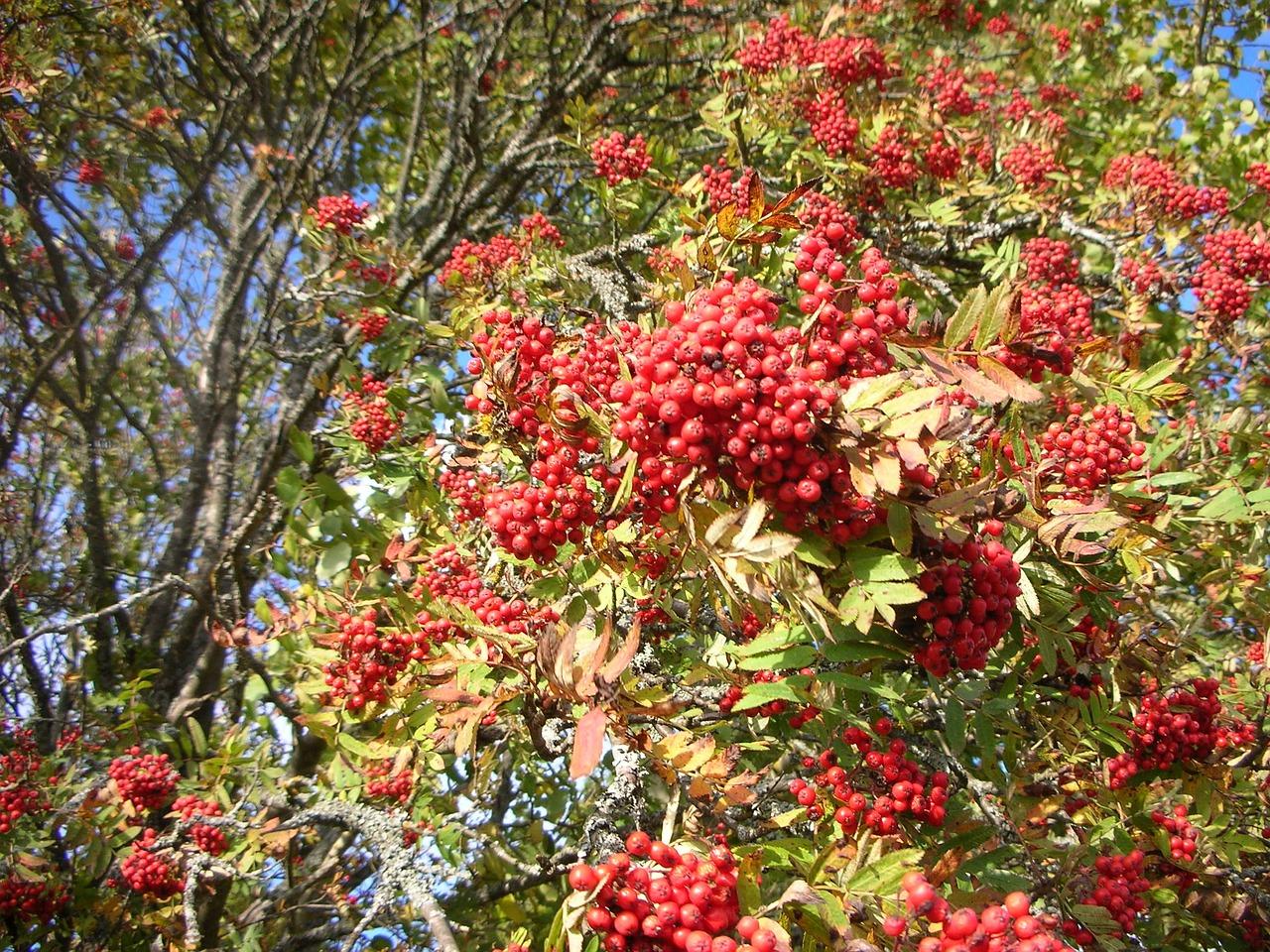 berry wood